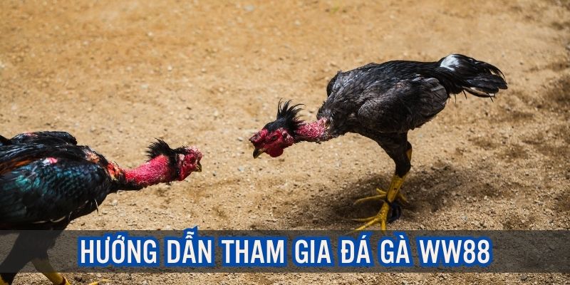 Thao tác truy cập, tham gia cá cược chọi kê đơn giản